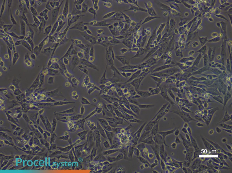Rat Endometrial Stromal Cells - 6