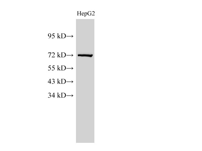 Western Blot analysis of HepG2 cell using Lamin B1 Polyclonal Antibody at dilution of 1:1000