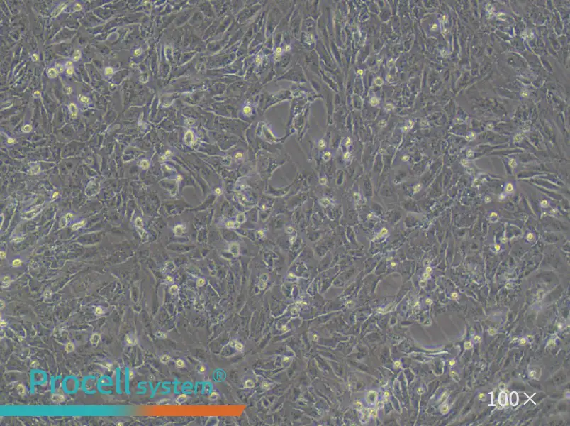 VMRC-RCZ Cell Complete MediumVMRC-RCZ Cell Complete Medium - 2