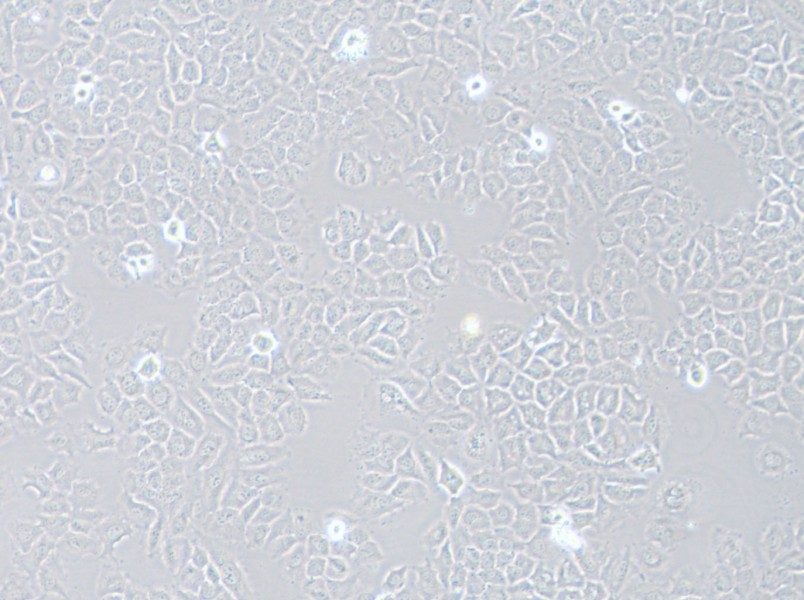 HCC-44 Cell Complete Medium - 2