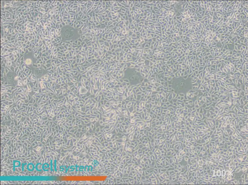 B82 Cell Complete MediumB82 Cell Complete Medium - 3