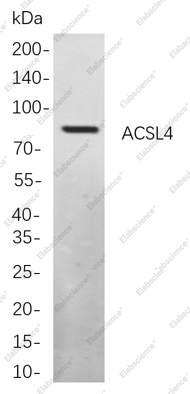 Recombinant ACSL4 Monoclonal Antibody - 1