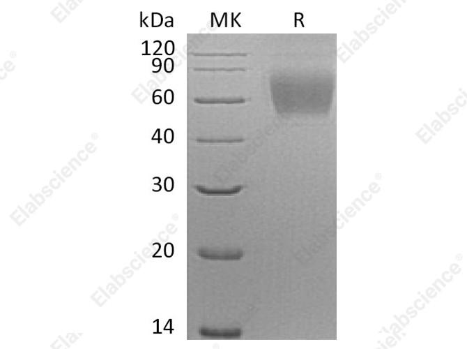 Recombinant Human SIGLEC9/CD329 Protein (His Tag) - 1