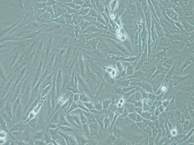 Hela Cell Complete Medium - small - 6