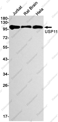 Recombinant USP11 Monoclonal Antibody - 1