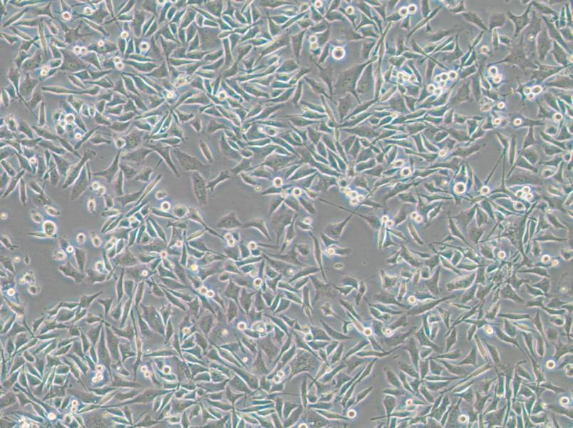 PC-3-RFP Cell Complete Medium - small - 4