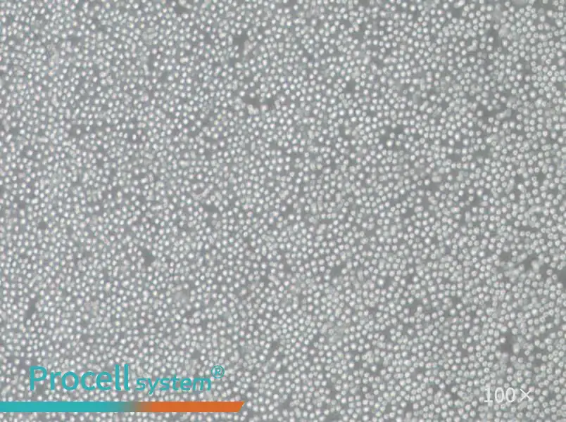 OCI-AML-3 Cell Complete Medium - 2