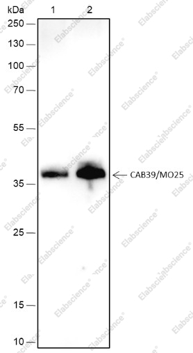 Recombinant CAB39/MO25 Monoclonal Antibody - 1
