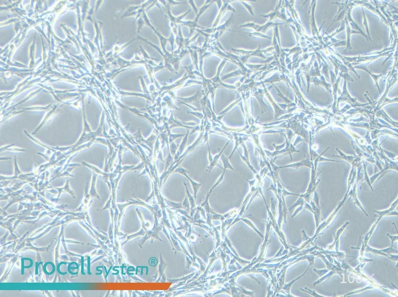 U-87 MG Cell Complete Medium - 2