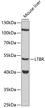 Western blot analysis of extracts of mouse liver using LTBR Polyclonal Antibody at 1:3000 dilution.