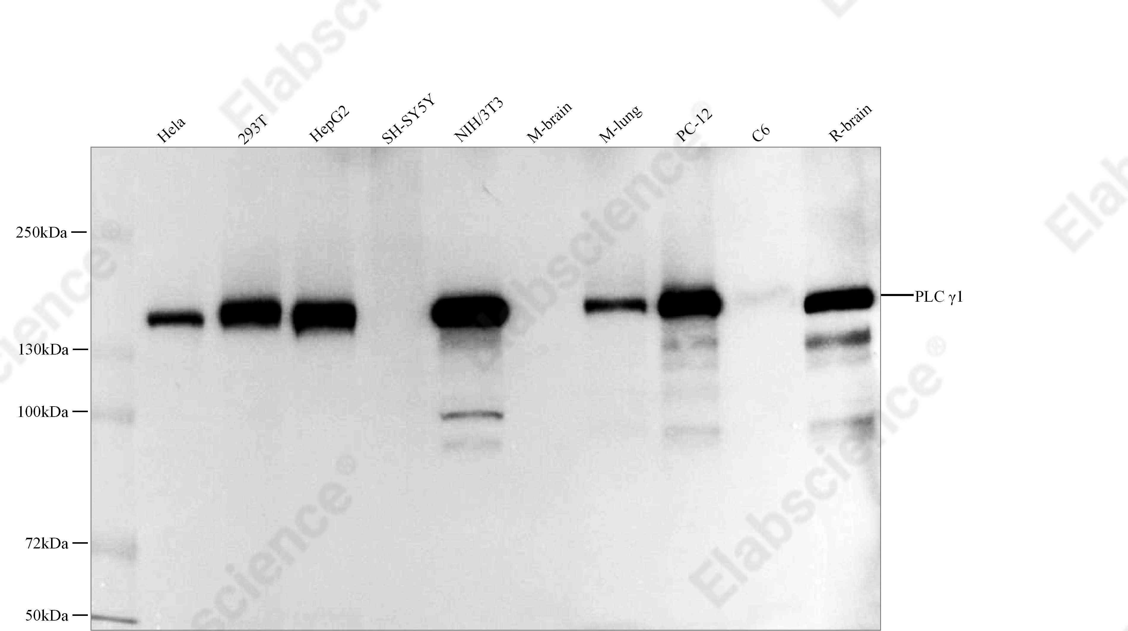 Recombinant PLC γ1 Monoclonal Antibody - 1