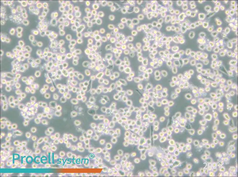 M-07e Cell Complete Medium - 5