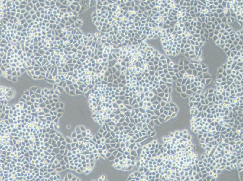 PC-9-DDP Cell Complete Medium - 3