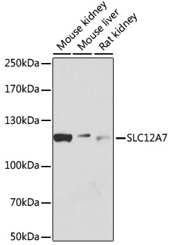 Western blot analysis of extracts of various cell lines using SLC12A7 Polyclonal Antibody at dilution of 1:1000.