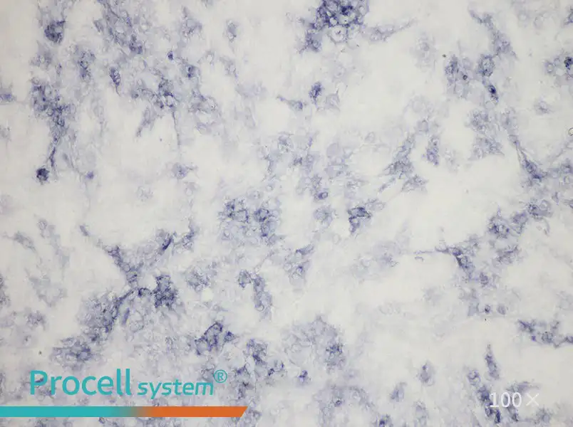 Rat Osteoblasts - 1
