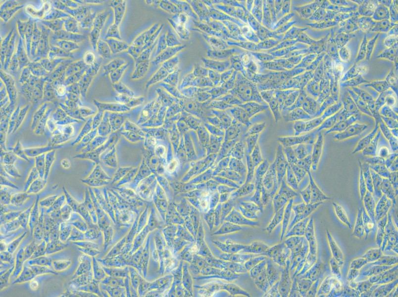 HGC-27 Cell Complete Medium - 6