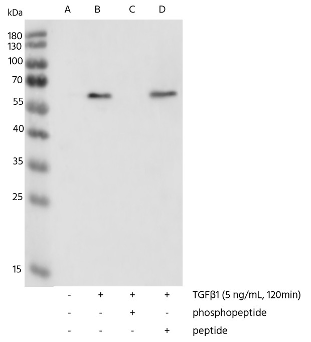 Recombinant Phospho-SMAD2 (Ser465, 467) Monoclonal Antibody - small - 2