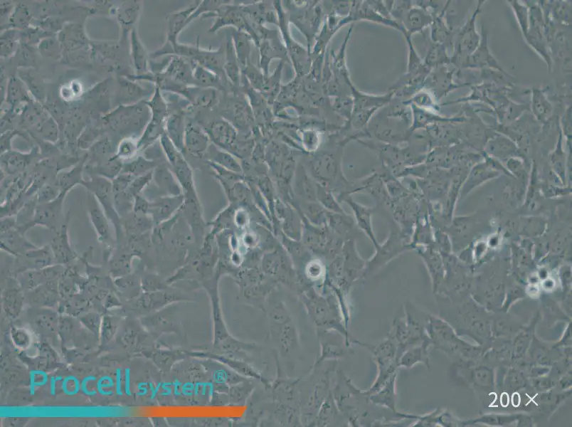 HTR-8-Svneo Cell Complete Medium - small - 4