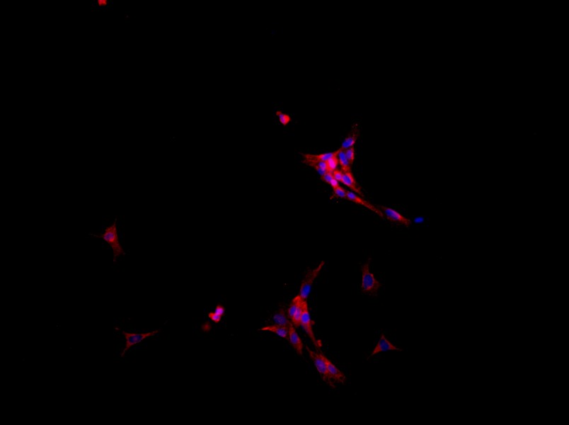 Rat Intrahepatic Bile Duct Epithelial Cell Complete Medium - 2