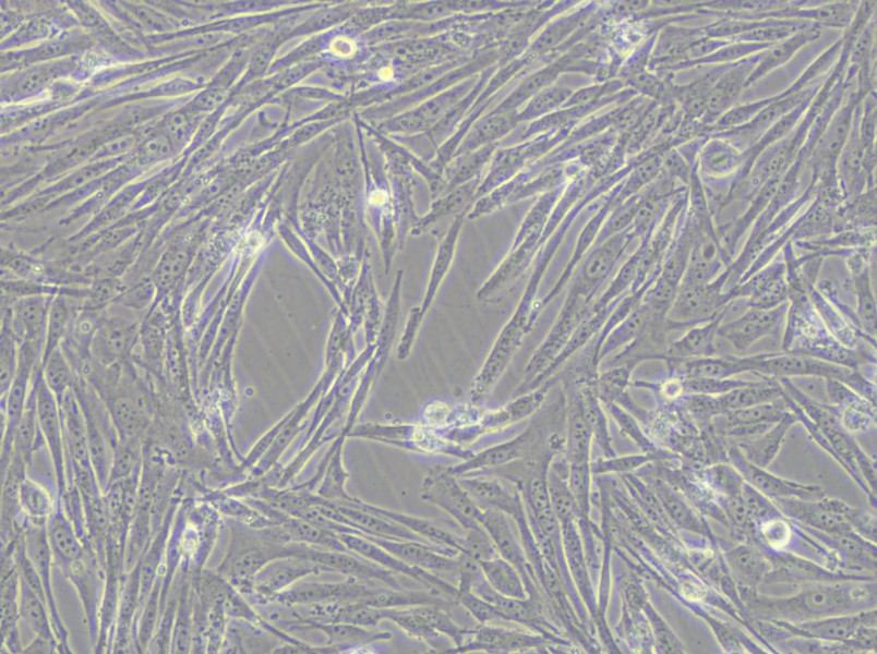 GCT Cell Complete Medium - small - 5