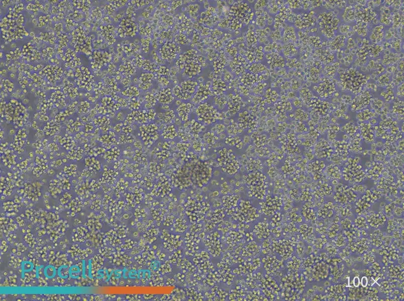 Jurkat, Clone E6-1 Cell Complete Medium - 3