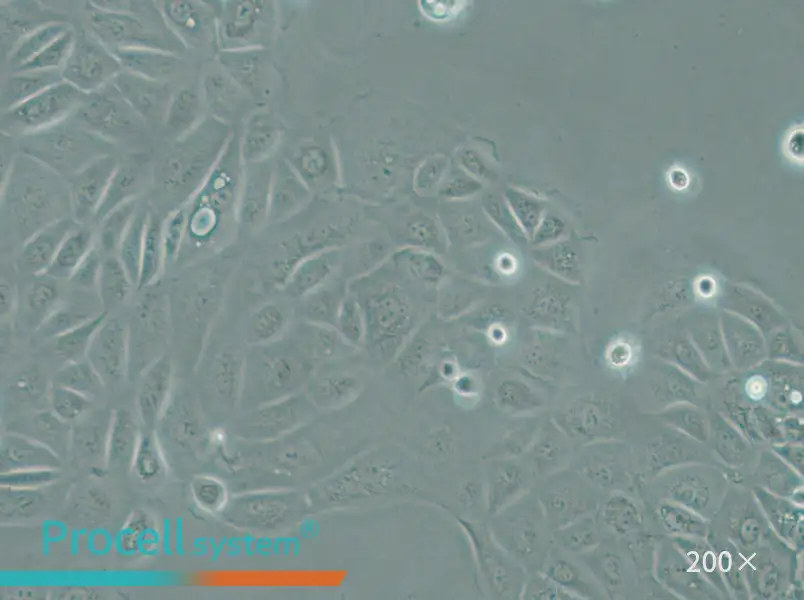 Panc 05.04 Cell Complete Medium - 4