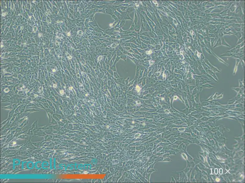 C2C12 Cell Complete Medium - 1