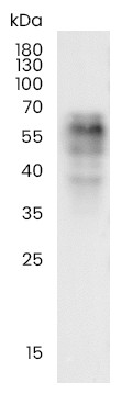 Recombinant Phospho-Tau (Thr217) Monoclonal Antibody - small - 3