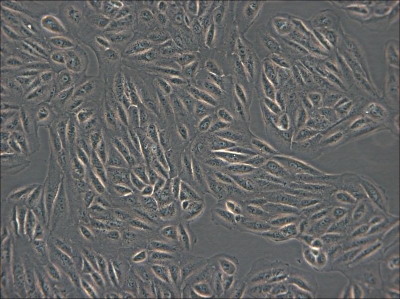 ARPE-19 Cell Complete Medium - 4