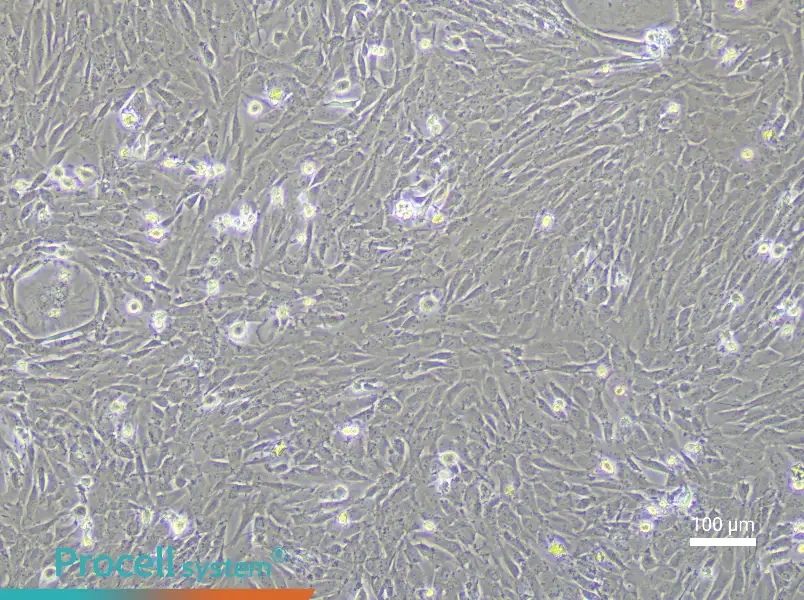Porcine Bone Marrow Mesenchymal Stem Cell Complete Medium - 3