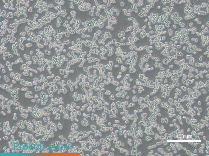 RAW 264.7-EGFP Cell Complete MediumRAW 264.7-EGFP Cell Complete Medium - 2