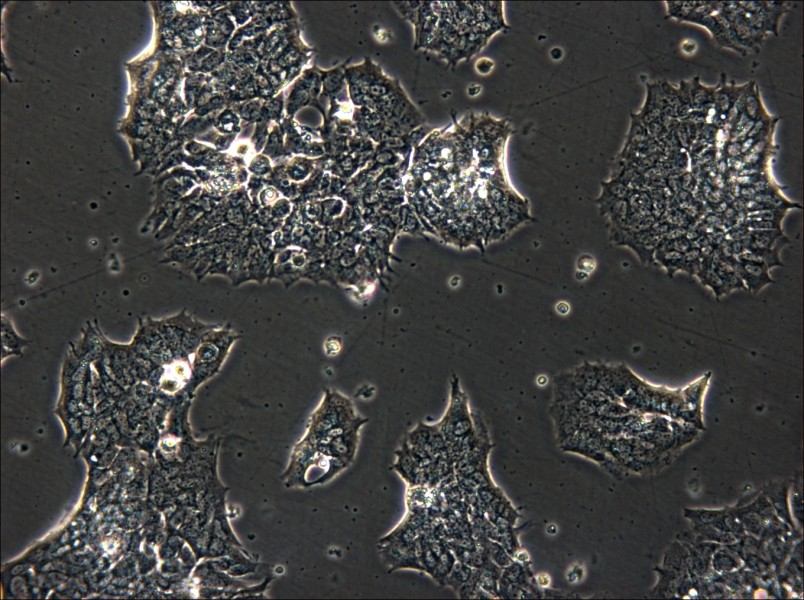 GT1-1 Cell Complete Medium - small - 6