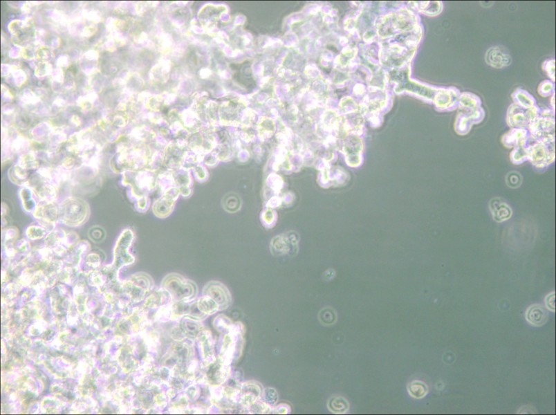 DU4475 Cell Complete Medium - small - 5