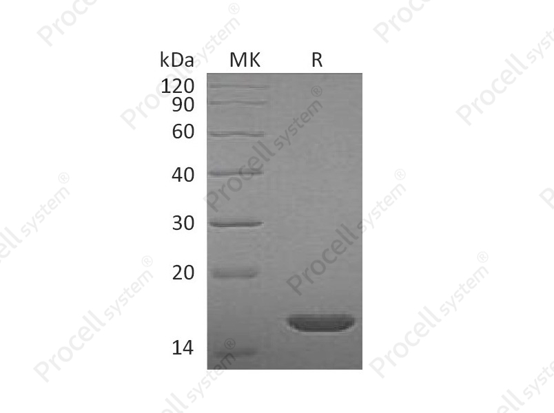 FGF-2/bFGF/FGF-b, Rat, Recombinant