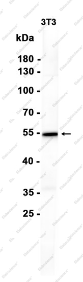 Recombinant GSDMD Monoclonal Antibody - 1