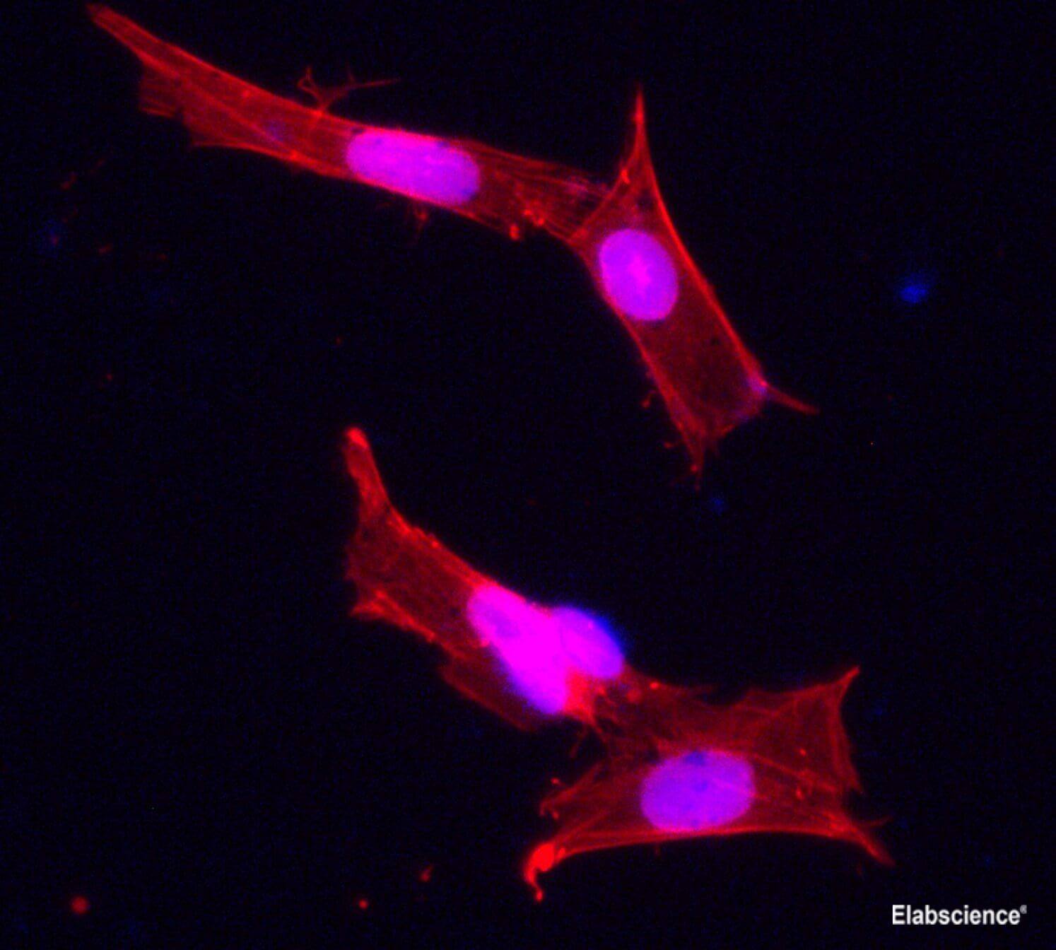 Elab Fluor® 488 Mouse IgG2b, κ Isotype Control[MPC-11]-产品推荐-1