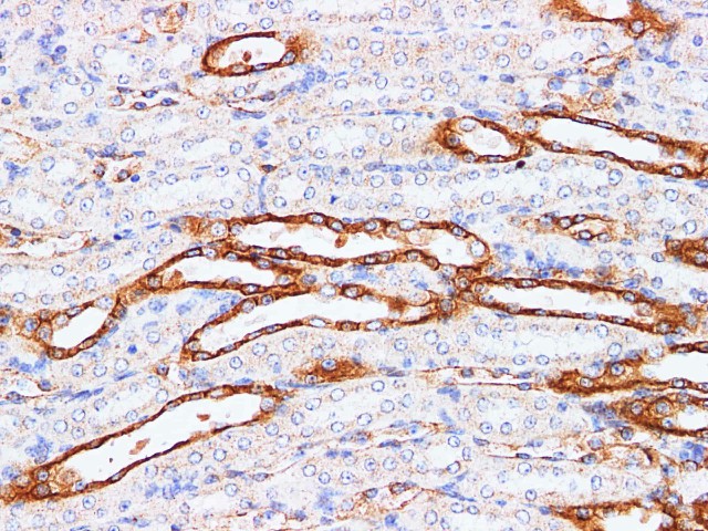 Immunohistochemistry of paraffin-embedded Mouse kidney using CK-18 Polyclonal Antibody at dilution of 1:200