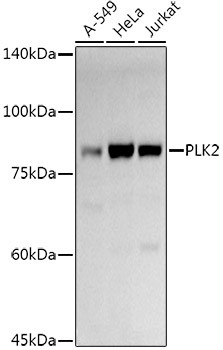 Western blot analysis of extracts of various cell lines using PLK2 Polyclonal Antibody at 1:1000 dilution.