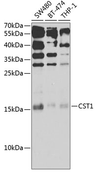 Western blot analysis of extracts of various cell lines using CST1 Polyclonal Antibody at 1:1000 dilution.