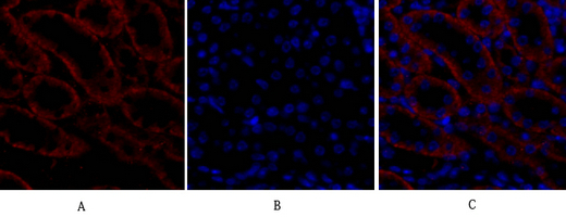 Recombinant Bax Monoclonal Antibody - small - 10