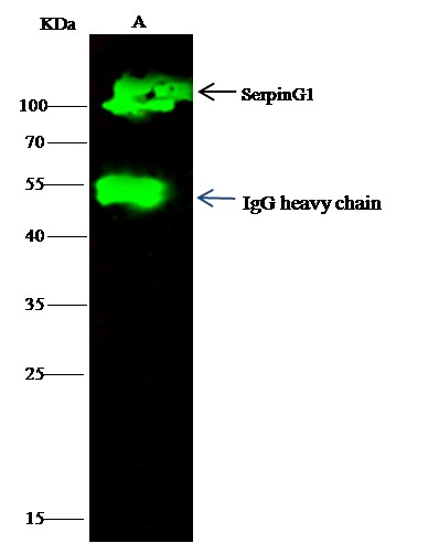 Recombinant SerpinG1/C1 inhibitor/C1IN Monoclonal Antibody - small - 1