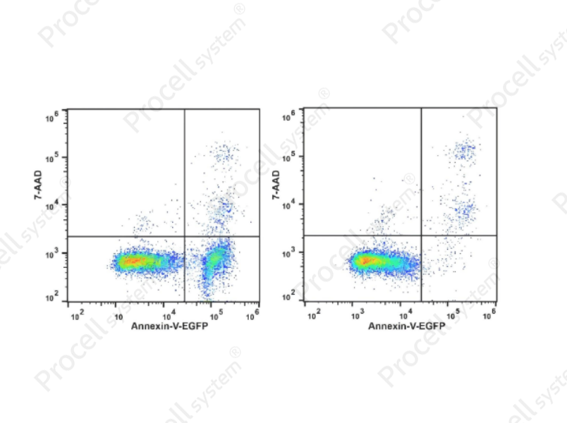 Annexin V-EGFP/7-AAD Apoptosis Kit