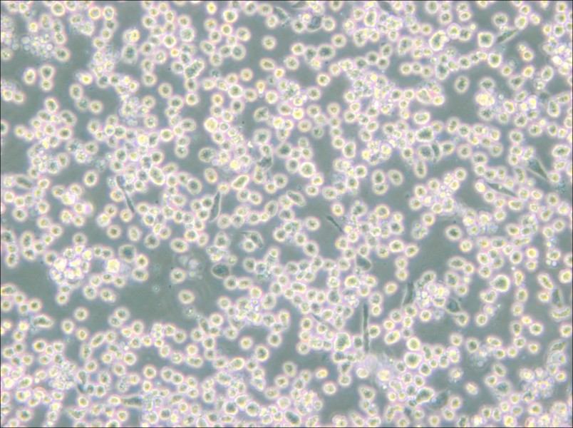 M-07e Cell Complete Medium - small - 5