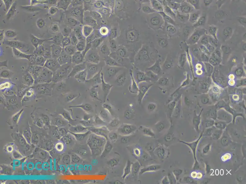 HCC 94 Cell Complete Medium - 6