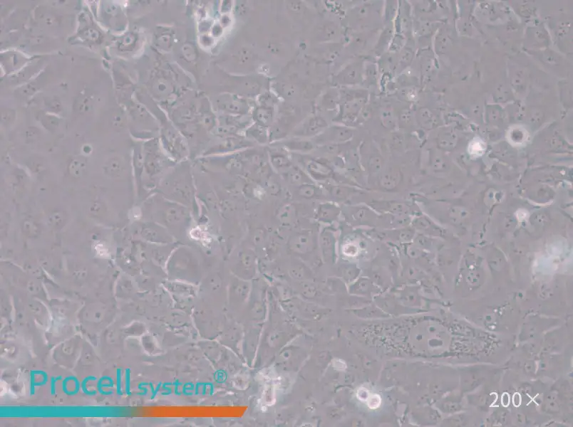 HT-1197 Cell Complete Medium - small - 6