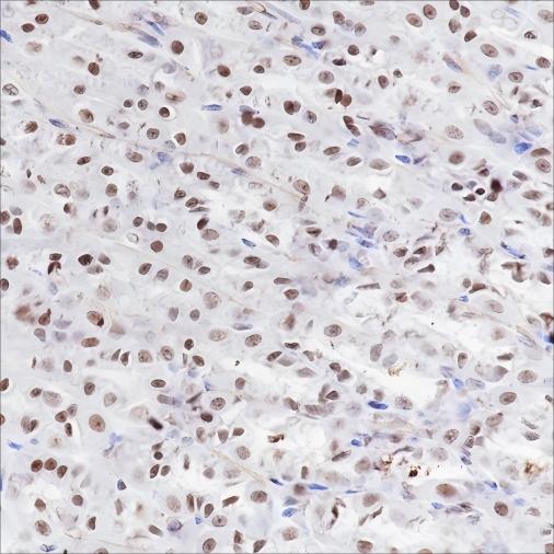 Recombinant Histone H3 (Mono Methyl Lys79) Monoclonal Antibody - 3