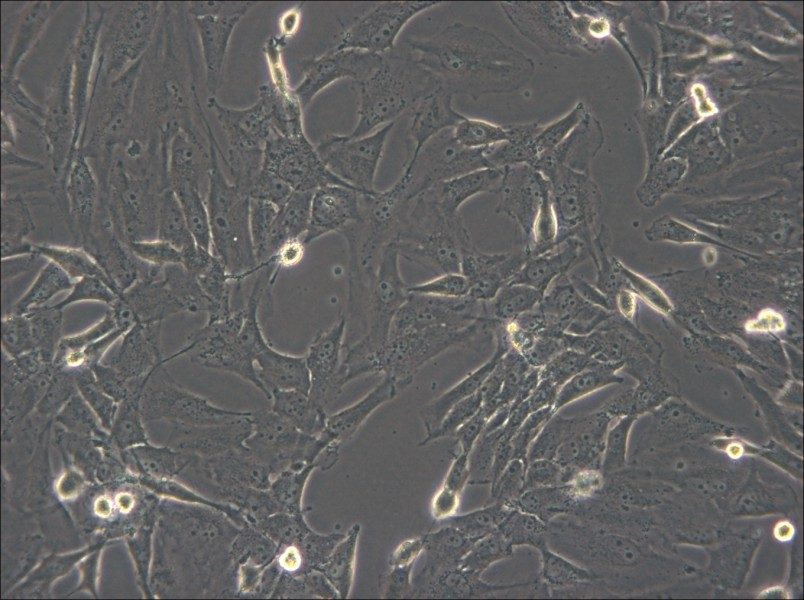 SW1783 (DMEM) Cell Complete Medium - 5