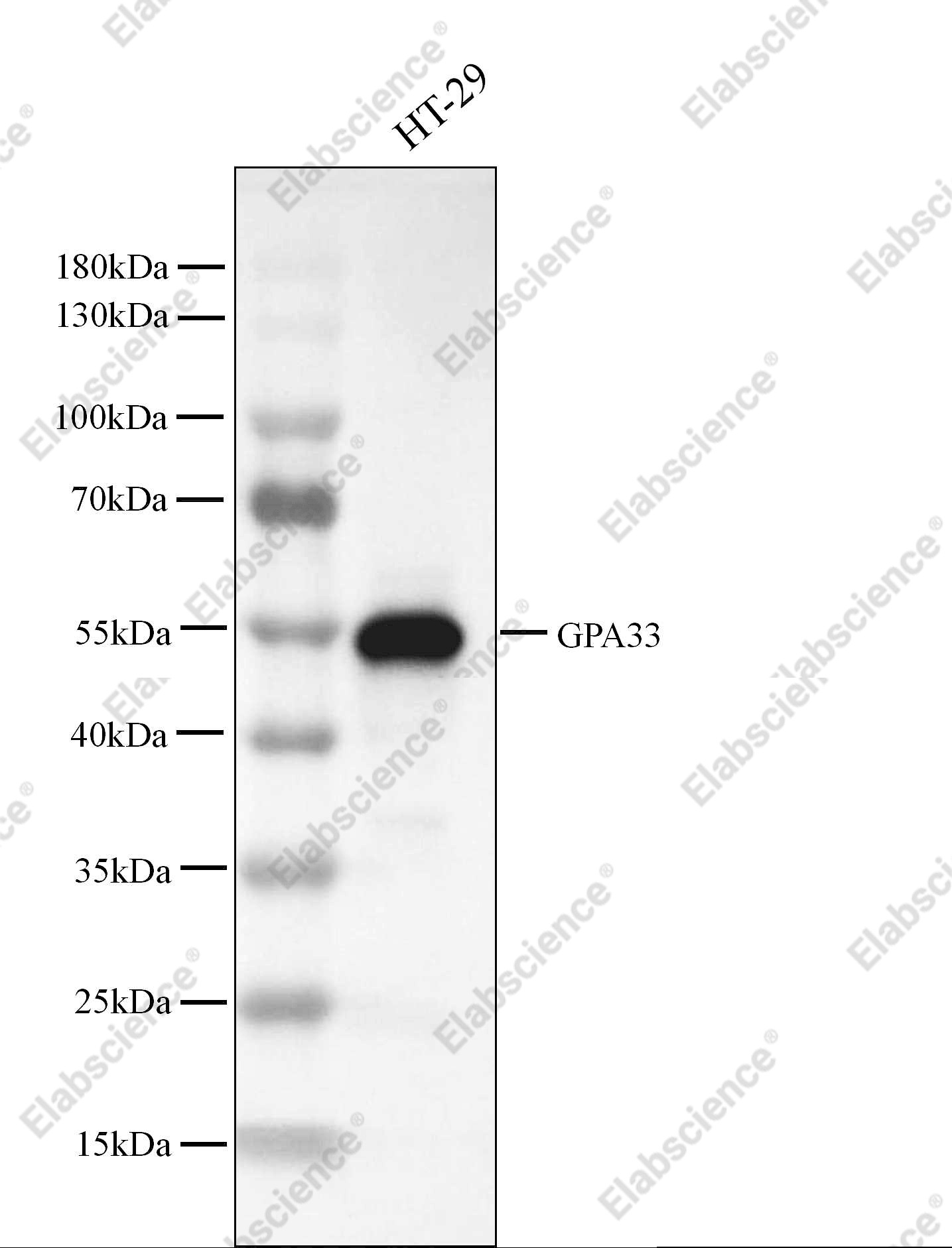 Recombinant GPA33 Monoclonal Antibody - 2