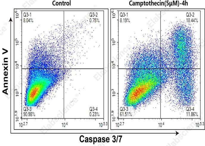 Caspase 3/7 and Annexin V Double Staining Apoptosis Kit-1