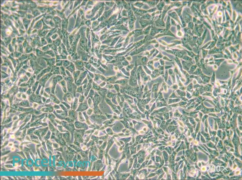 SUM159PT Cell Complete Medium - 5